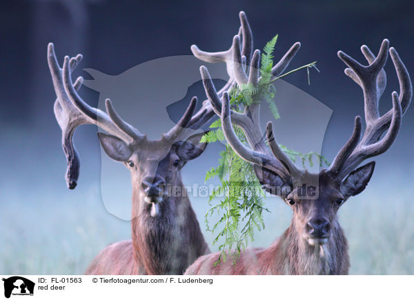 red deer / FL-01563