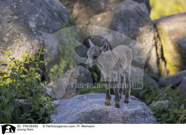 young Ibex / PW-08980