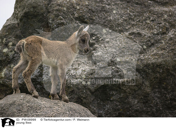 young Ibex / PW-08999