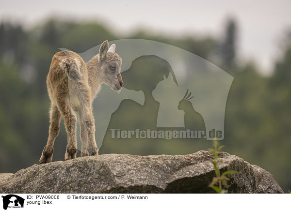 young Ibex / PW-09006
