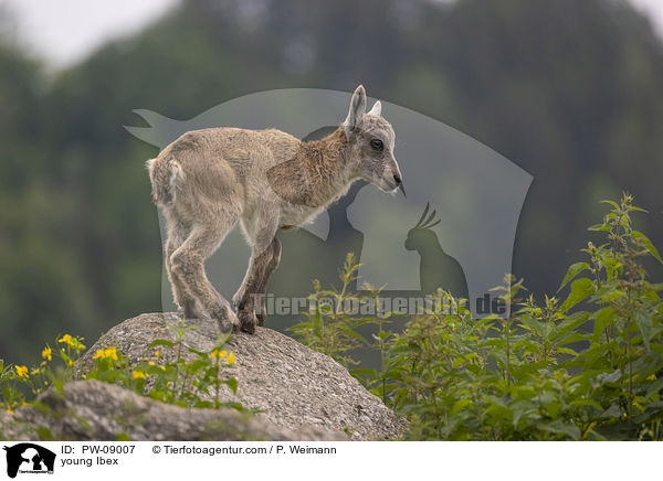 young Ibex / PW-09007
