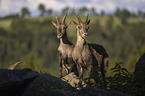 Ibexes