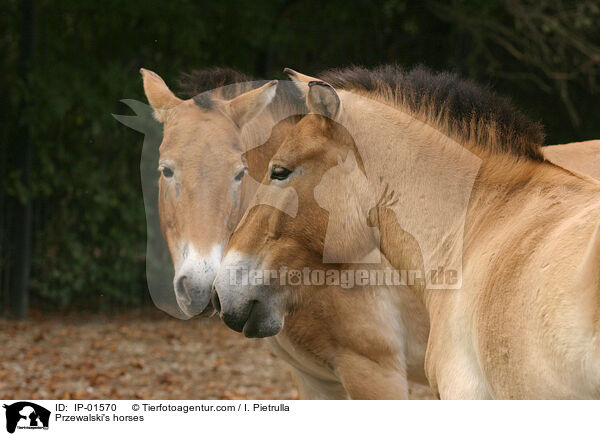 Przewalski-Pferd / Przewalski's horses / IP-01570
