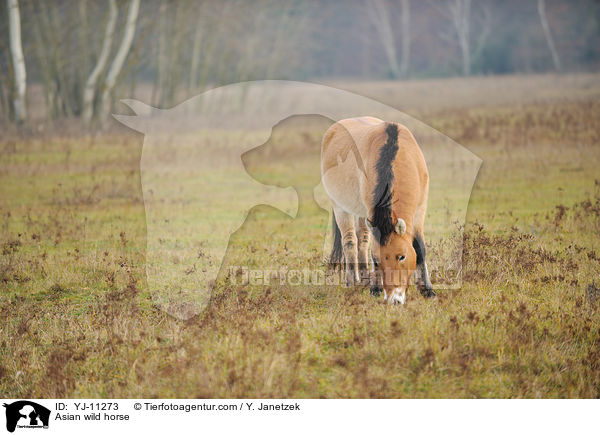 Przewalskipferd / Asian wild horse / YJ-11273