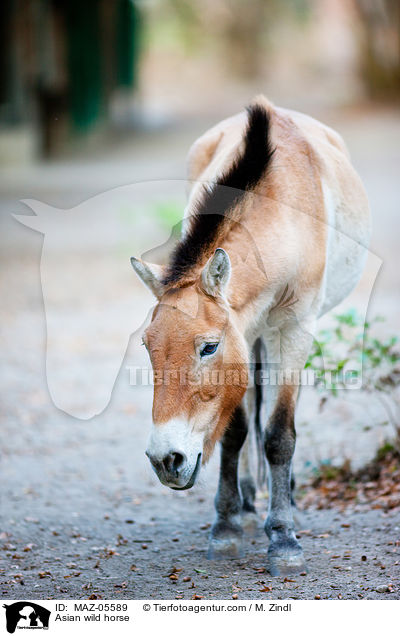 Asian wild horse / MAZ-05589