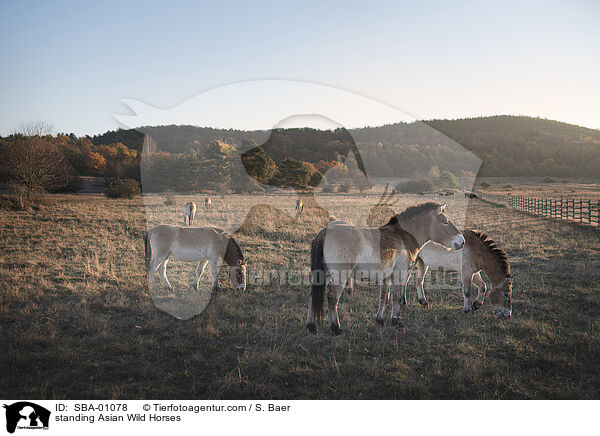 standing Asian Wild Horses / SBA-01078
