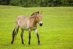 Asian wild horse