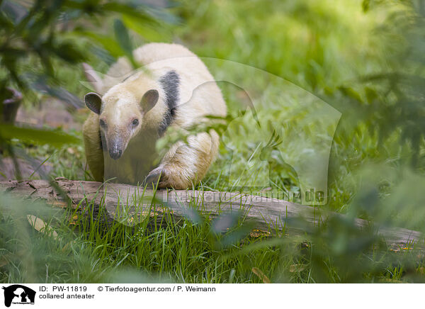 collared anteater / PW-11819