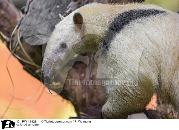 collared anteater / PW-11828
