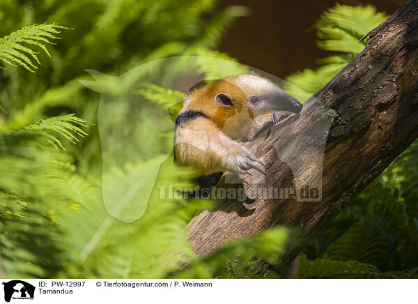 Tamandua / Tamandua / PW-12997