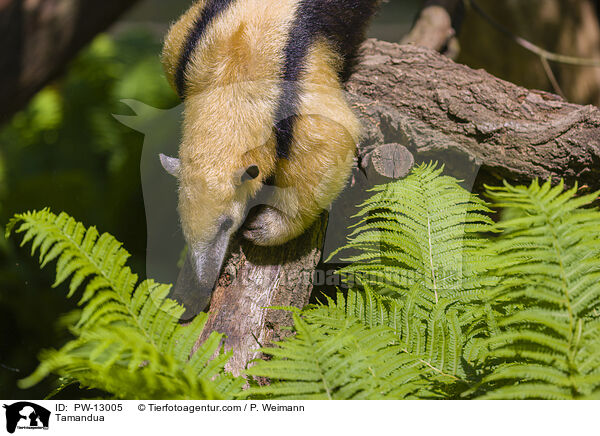 Tamandua / PW-13005