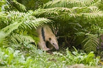 tamandua