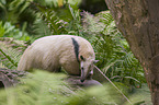 tamandua