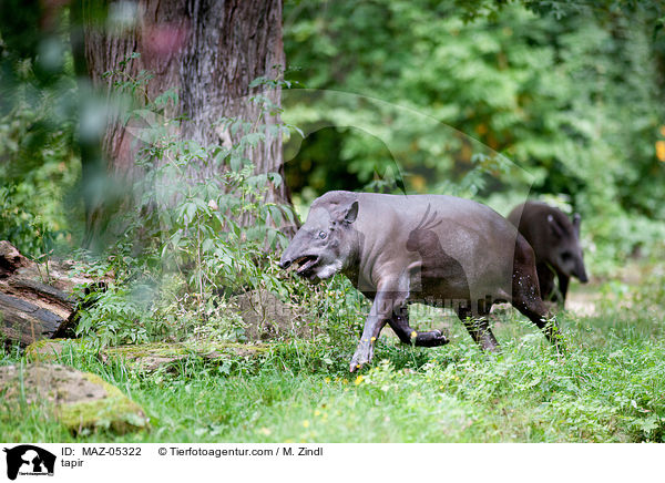 tapir / MAZ-05322