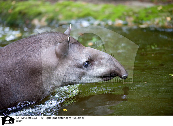 tapir / MAZ-05323