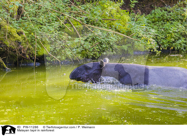 Malayan tapir in rainforest / PW-11286