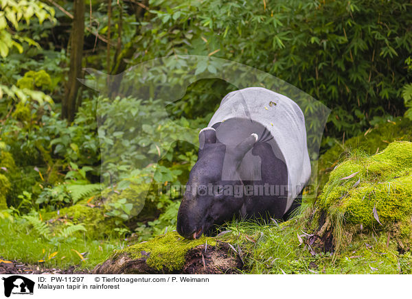 Malayan tapir in rainforest / PW-11297