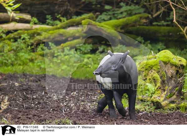 Schabrackentapir im Regenwald / Malayan tapir in rainforest / PW-11346