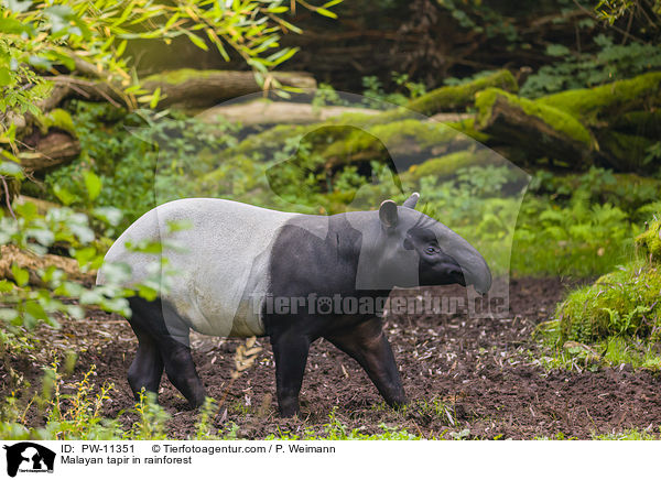 Malayan tapir in rainforest / PW-11351
