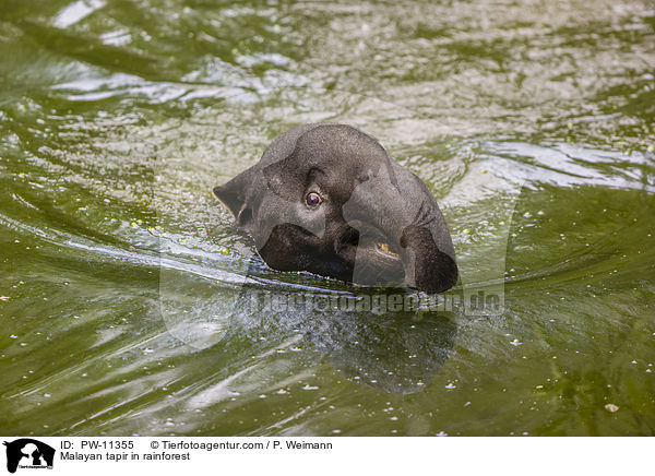 Schabrackentapir im Regenwald / Malayan tapir in rainforest / PW-11355