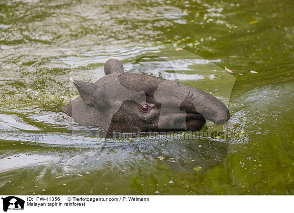 Schabrackentapir im Regenwald / Malayan tapir in rainforest / PW-11356