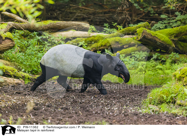 Schabrackentapir im Regenwald / Malayan tapir in rainforest / PW-11362