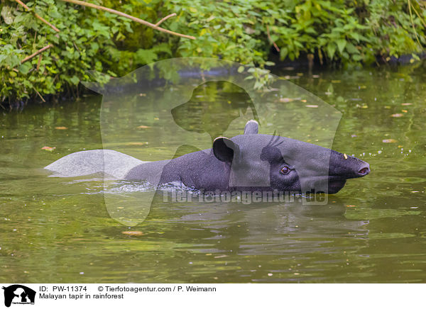 Malayan tapir in rainforest / PW-11374
