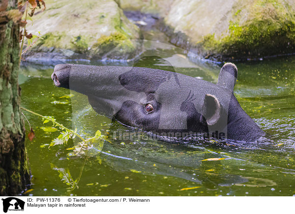 Malayan tapir in rainforest / PW-11376
