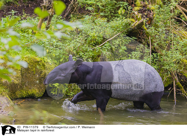 Malayan tapir in rainforest / PW-11379