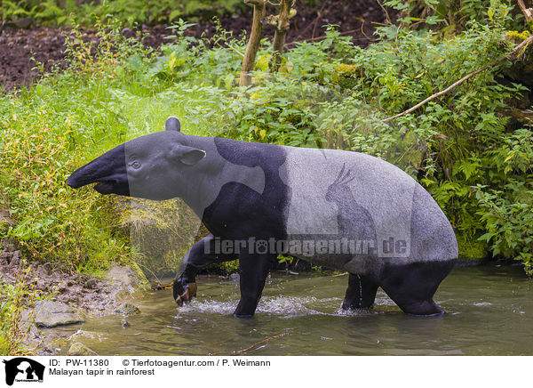 Schabrackentapir im Regenwald / Malayan tapir in rainforest / PW-11380