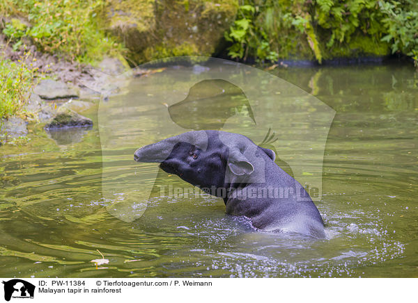 Malayan tapir in rainforest / PW-11384