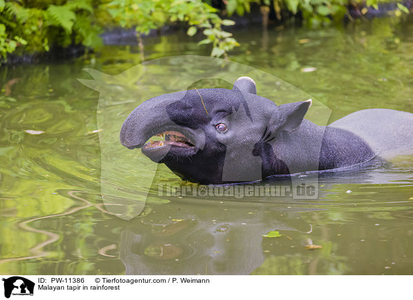 Malayan tapir in rainforest / PW-11386