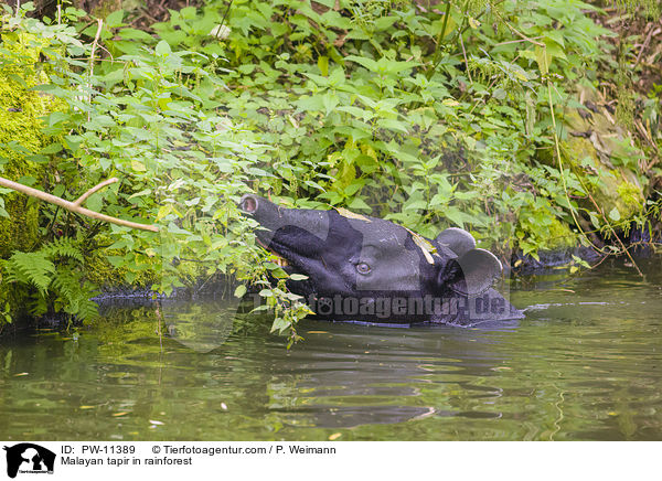 Schabrackentapir im Regenwald / Malayan tapir in rainforest / PW-11389