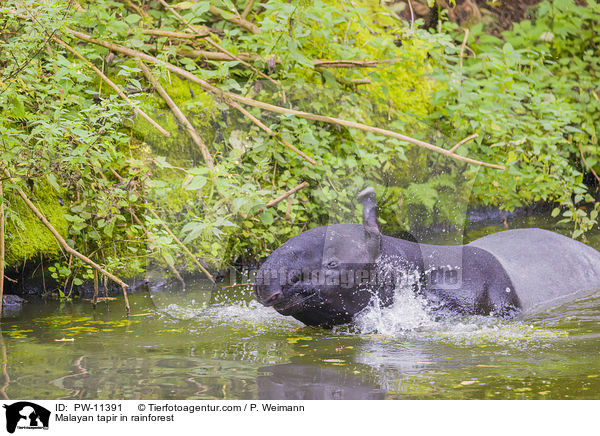 Schabrackentapir im Regenwald / Malayan tapir in rainforest / PW-11391