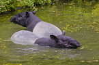 two Malayan tapirs in rainforest