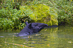 Malayan tapir in rainforest