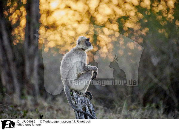 Sdlicher Hanuman-Langur / tufted grey langur / JR-04082