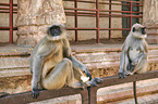 tufted grey langurs