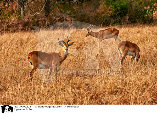 Uganda-Grasantilopen / Ugandan kobs / JR-02228