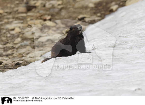 Vancouver Island marmot / FF-14217