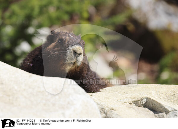 Vancouver Island marmot / FF-14221