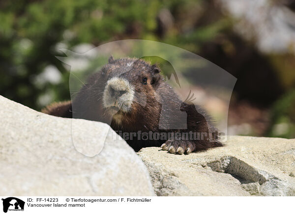 Vancouver-Murmeltier / Vancouver Island marmot / FF-14223