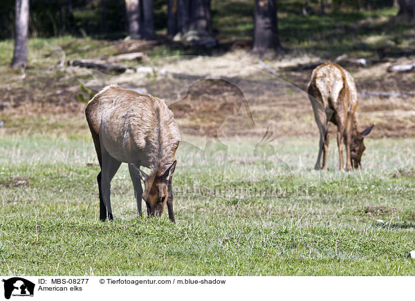 Wapitis / American elks / MBS-08277