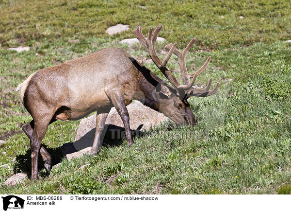 Wapiti / American elk / MBS-08288