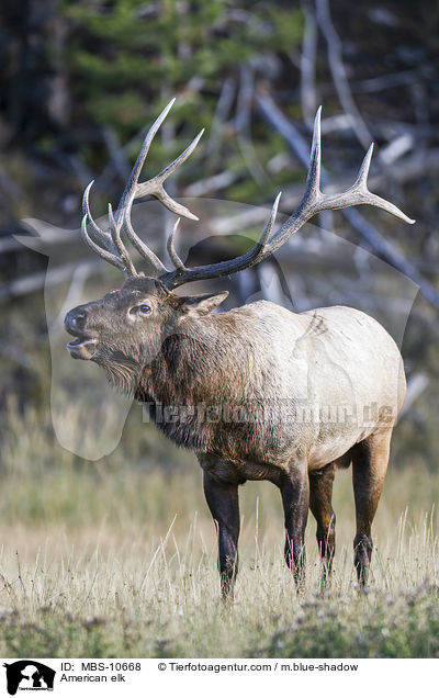 American elk / MBS-10668