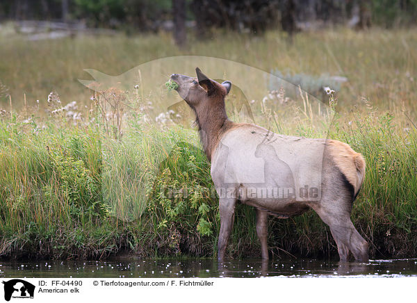 Wapiti / American elk / FF-04490