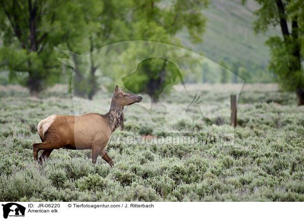 American elk / JR-06220