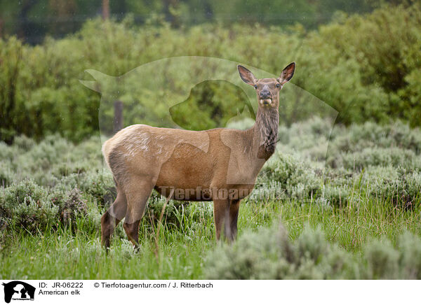 American elk / JR-06222