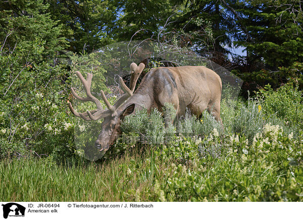 American elk / JR-06494