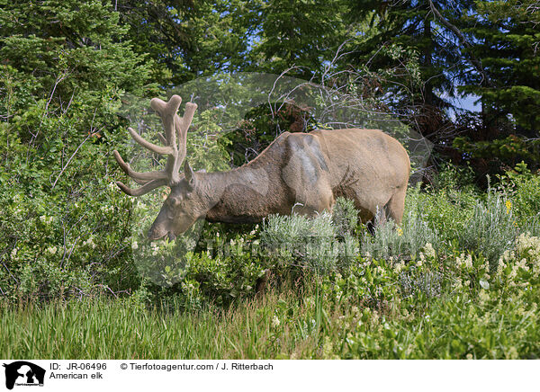 American elk / JR-06496